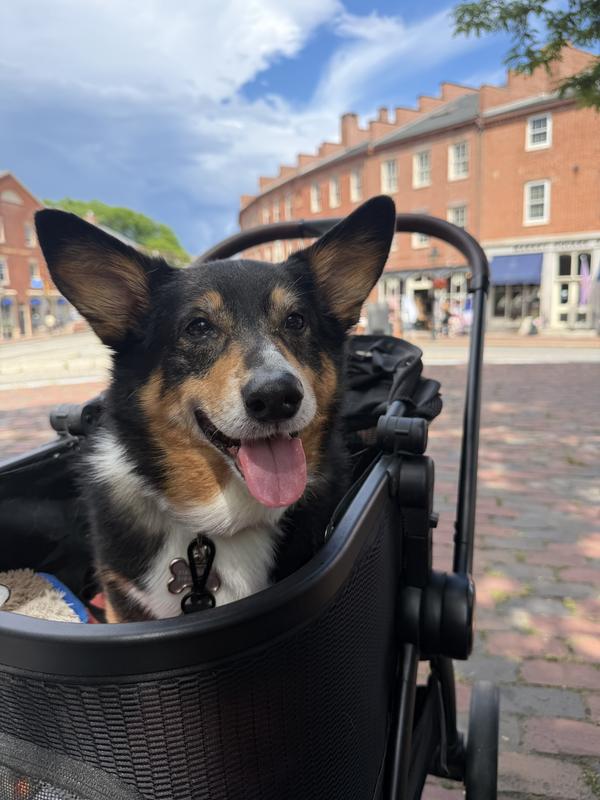 Customer photo for "Perfect for my Corgi!"