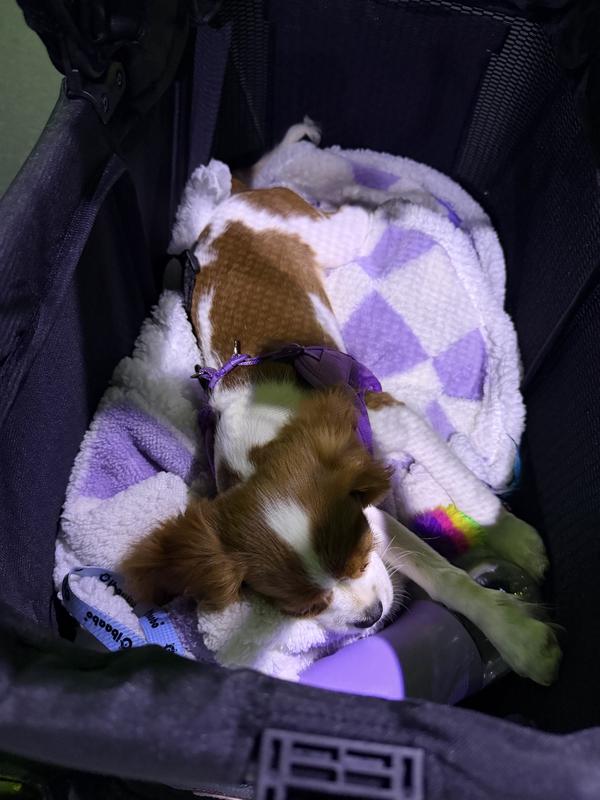 Customer photo for "Exceptional pet stroller"