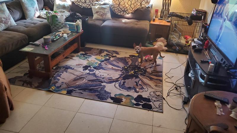 Ignore my mess... but the rug it amazing!