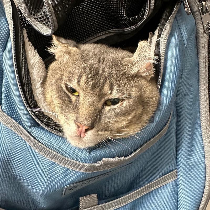 Sherpa Blue Elevation Pet Backpack for Cats Dogs Medium Petco