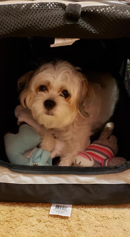 My dog getting comfortable and getting use to this carrier