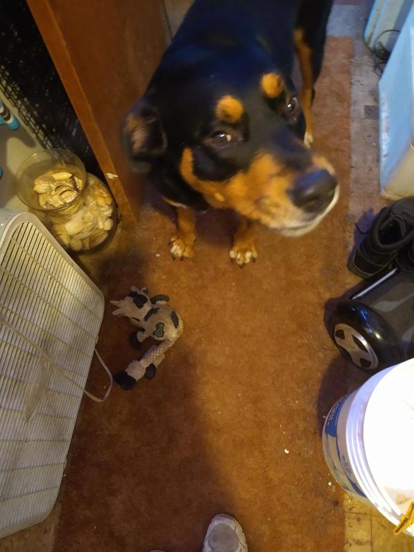 Don't You Be Messing with My Cow!