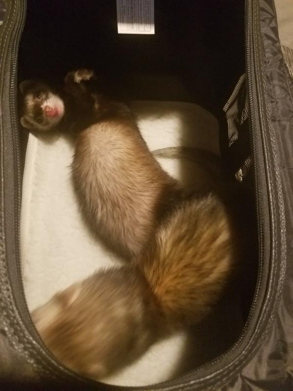 She is already comfortable!