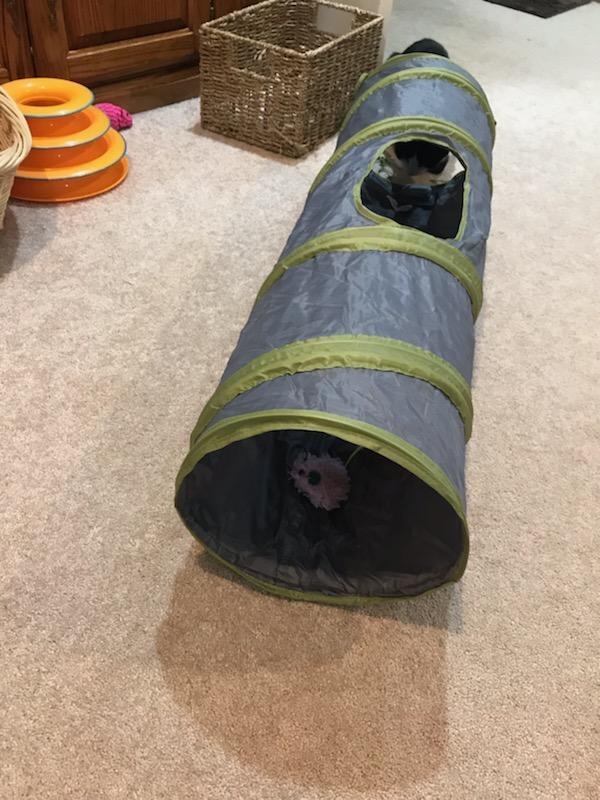 Look closely and you can see my one cat entering from the other side