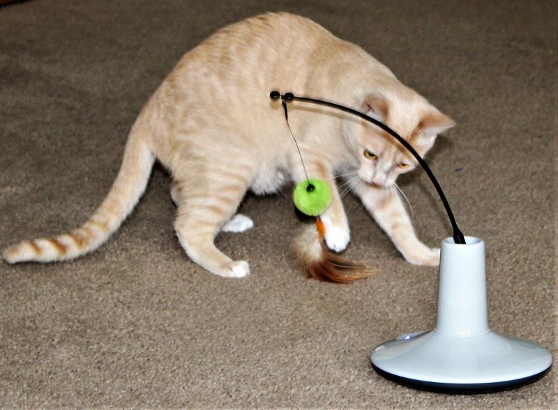 I'm going to get that bird!