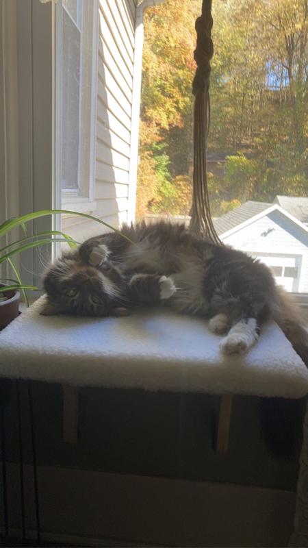 Willow