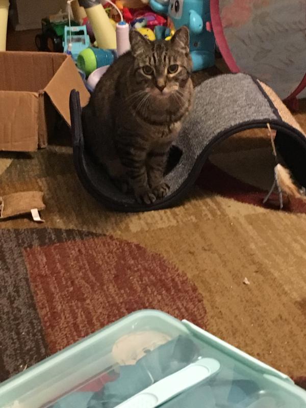 Jacks claiming his new scratcher