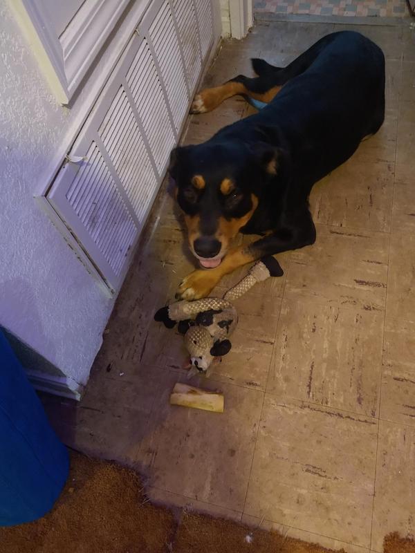 I Do Love Mr. Cow, Honest!