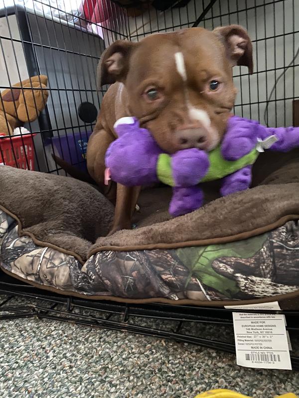 Dog with his toy
