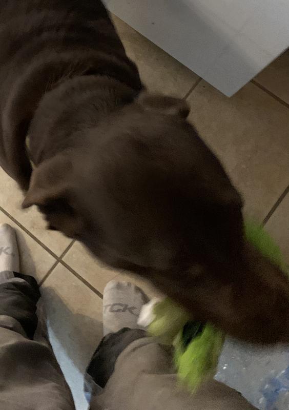 Oakleigh loves her goDog play clean toy!