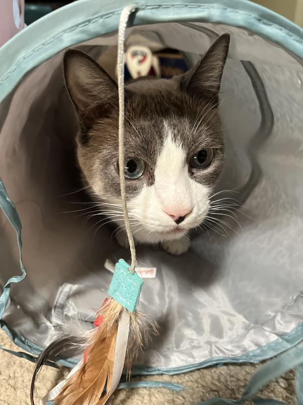 Crinkle Cat Tunnel
