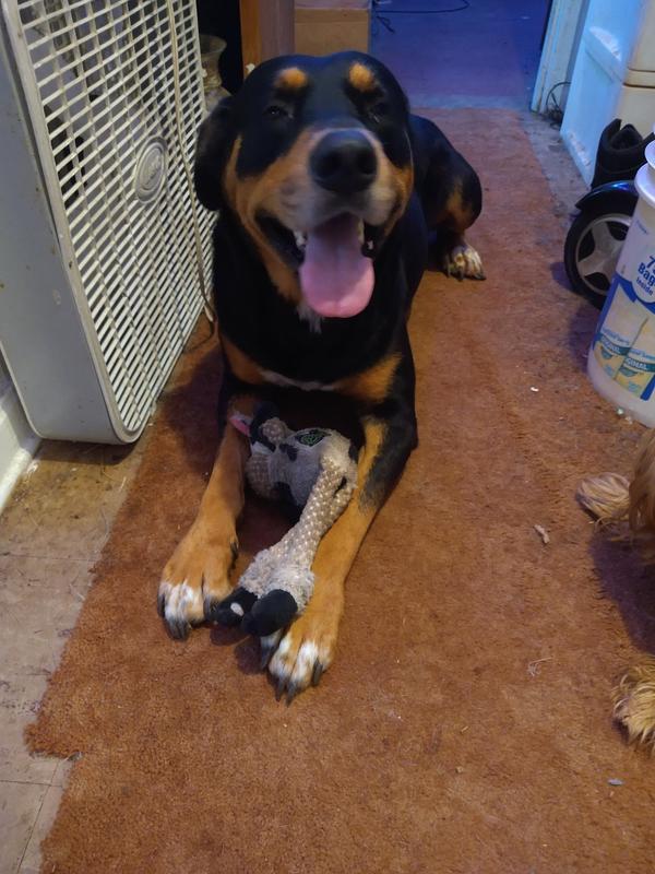 No, You Can't Have Him til I Get the Stuffings Out of Him!