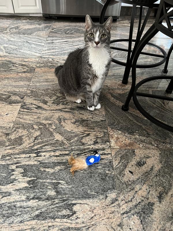 He’s waiting for me to toss it.