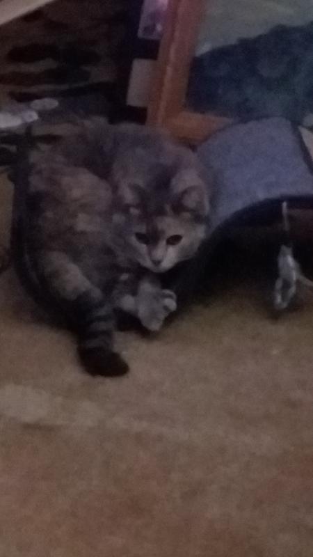 squiched but like it