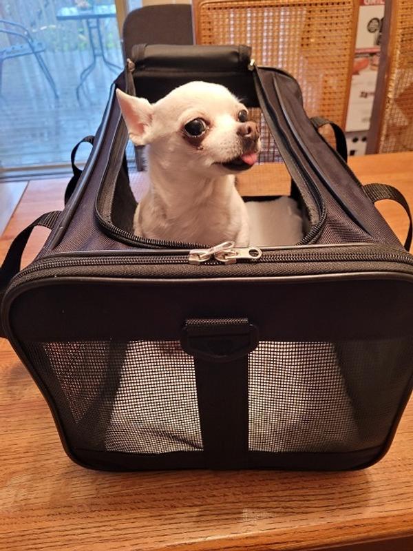 Quilted Soft Sided Travel Pet Carrier – MyGift