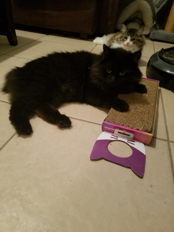 Enjoying the Smartykat Scratcher with Catnip
