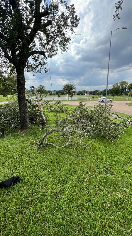 Limbs lining curb after using chainsaw.