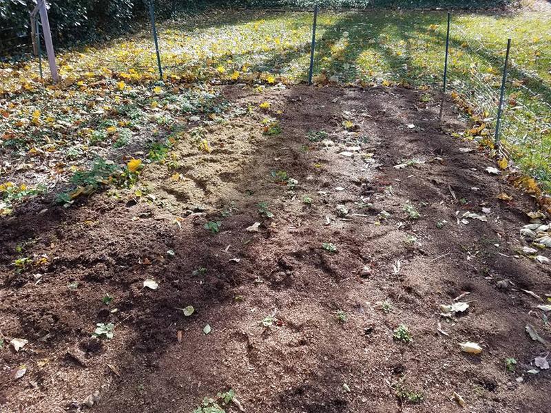 Mulched leaves directly put into my garden