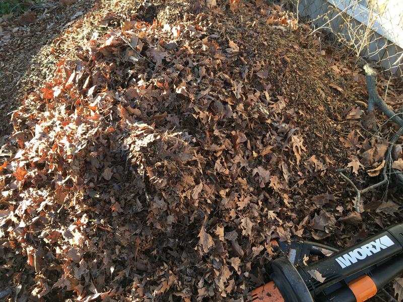 Pin oak leaves