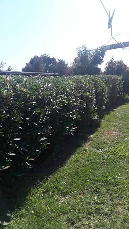 another section of the yard