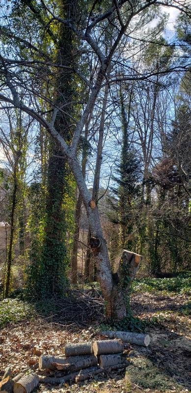 I had already topped out most of the tree by this shot.