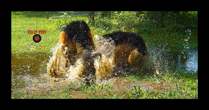 Playing ball in a MUDDY water puddle! TIME FOR THE WORX Hydroshot Portable Power Cleaner prior to house or RV entrance!