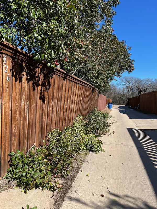 City issued a courtesy notice to clear the low lying tree limbs in the alley and Worx Pole Saw went to worx (ha ha, get it? worx?).