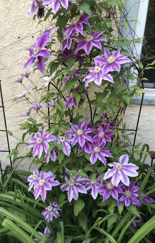 Photo - commentaire 8.