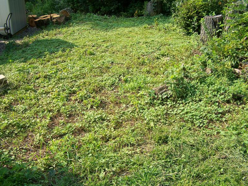 Cut area.