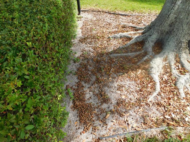Acorns blown out from under the shrubbery