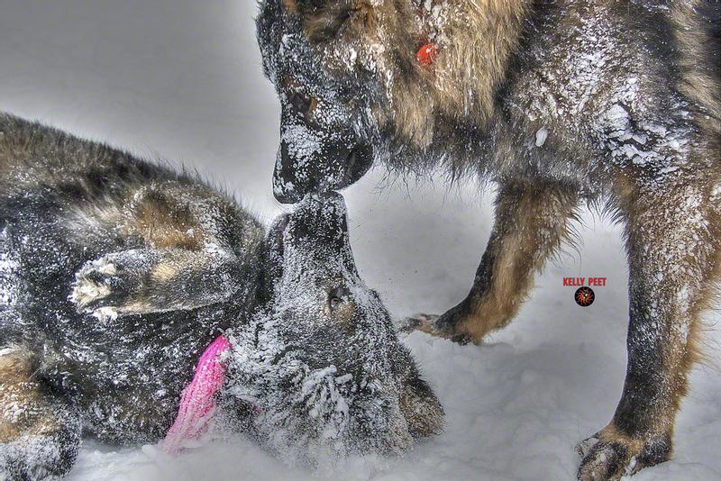 TIME FOR THE WORX Hydroshot Portable Power Cleaner to hose off some paws prior to house or RV entrance!