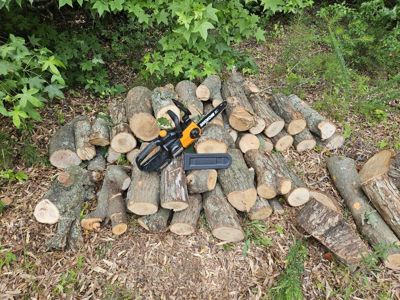Fresh oak wood