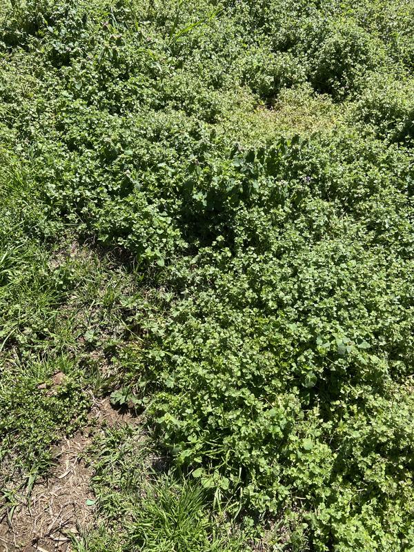 First mow of the year with thick weeds.