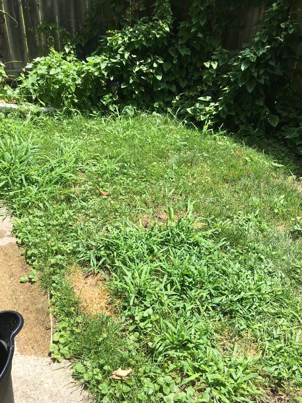 Ugly patchy back yard