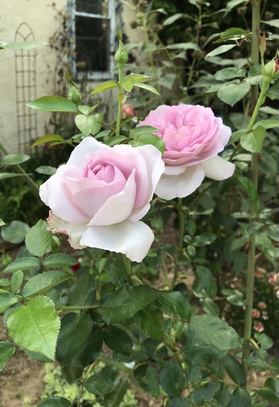 Photo - commentaire 5.