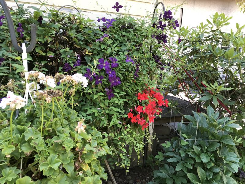 Photo - commentaire 7.