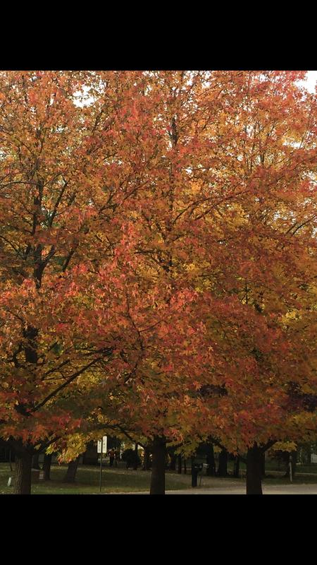 Photo - commentaire 6.