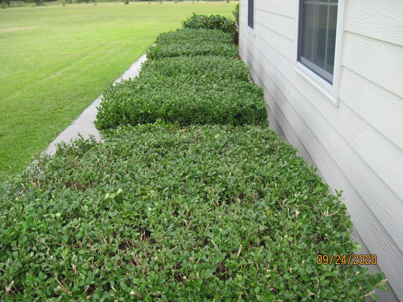 Boxwood, gardenia's, and rose bushes all on one battery charge.