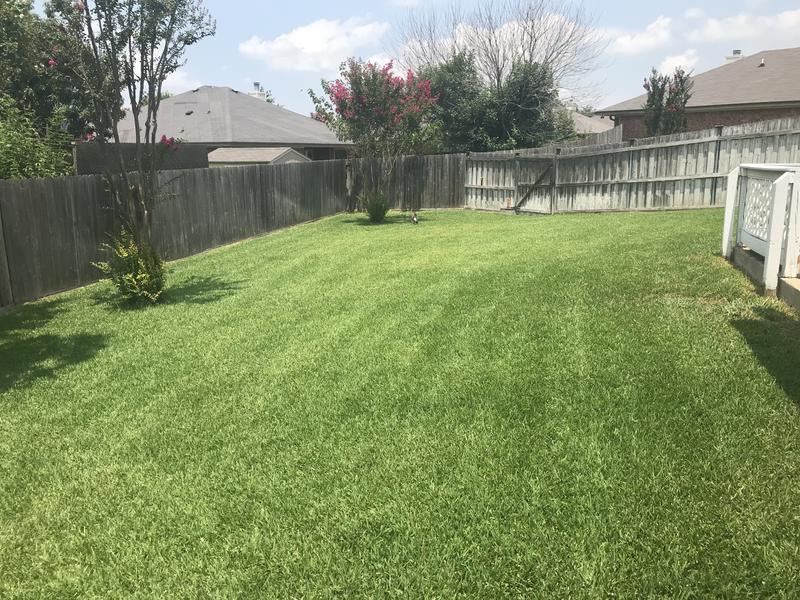 My beautiful backyard