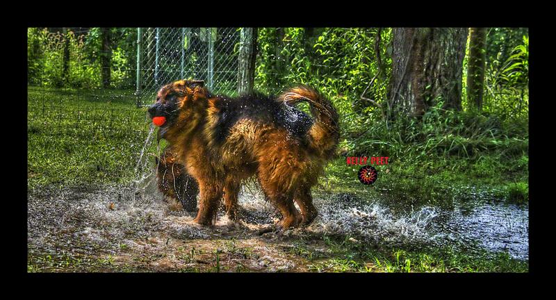 Playing ball in a MUDDY water puddle! TIME FOR THE WORX Hydroshot Portable Power Cleaner prior to house or RV entrance!