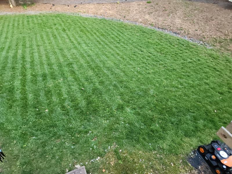 Great for Fescue, set at 3.5"