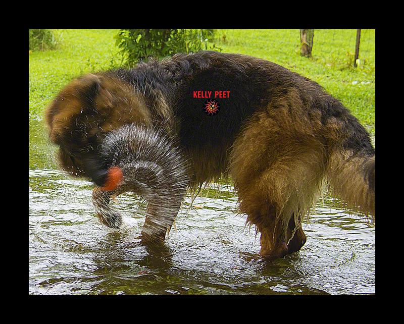 Playing ball in a water puddle! TIME FOR THE WORX Hydroshot Portable Power Cleaner prior to house or RV entrance!