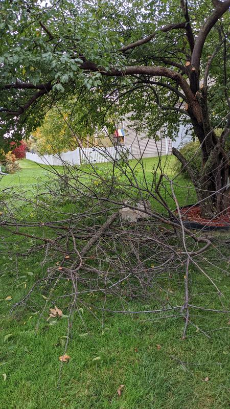 One of the 4 piles of (dead) branches we cut down in one charge.