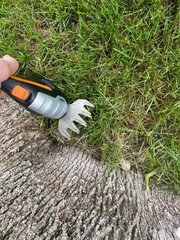 Trim grass around base of tree