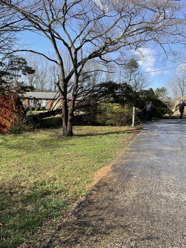 Downed tree that little saw helped cut