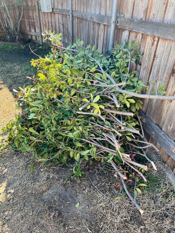 I am ordering a Worx Pruning Saw to cut these limbs into manageable size.