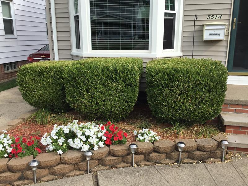 My bushes