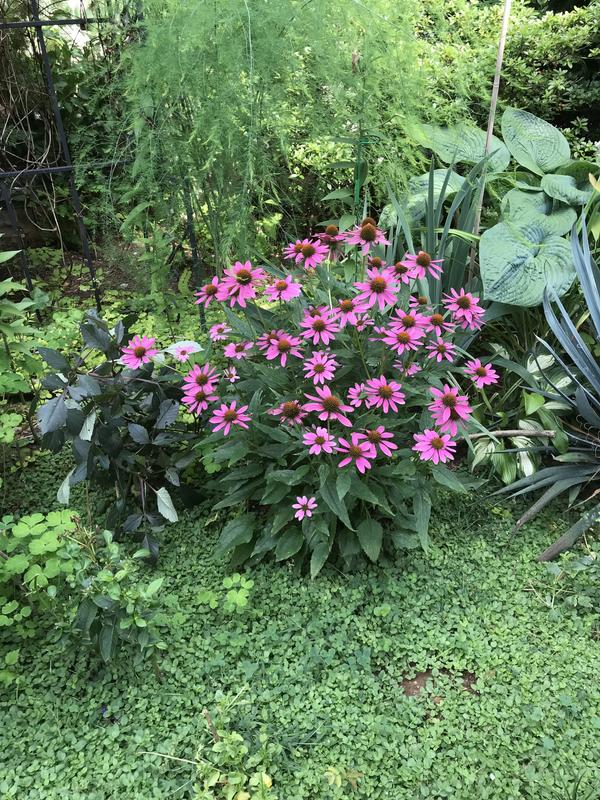 Photo - commentaire 6.