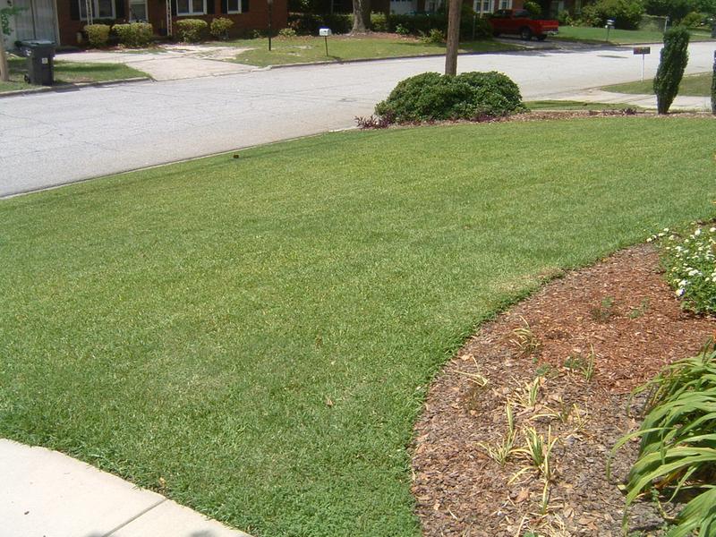 My front yard