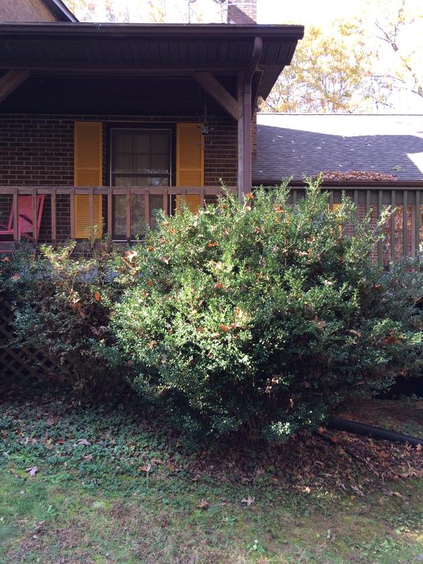 Haywire Hedge - before the manicure